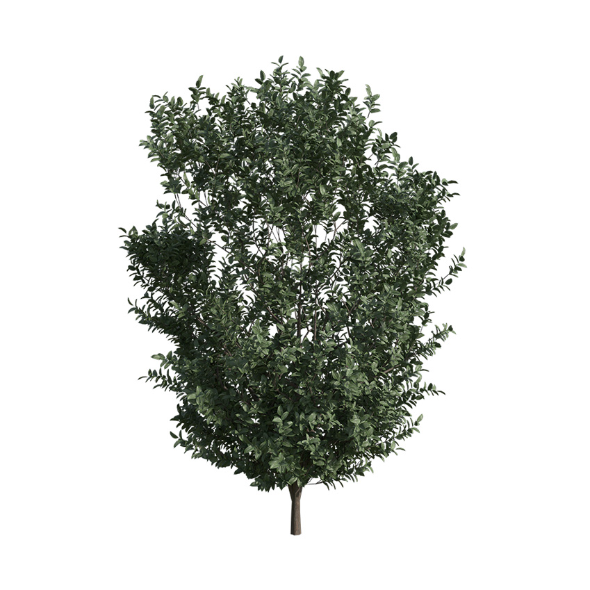 Buxus semprevirens - Boxwood 02